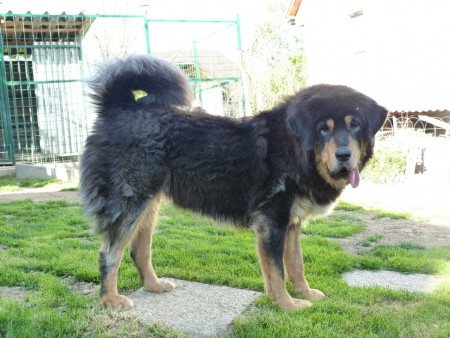 RIA  Henriet´s garden,(ARISSA x VIJAY)